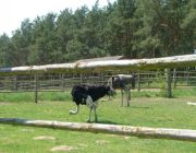 Straussenfarm.jpg